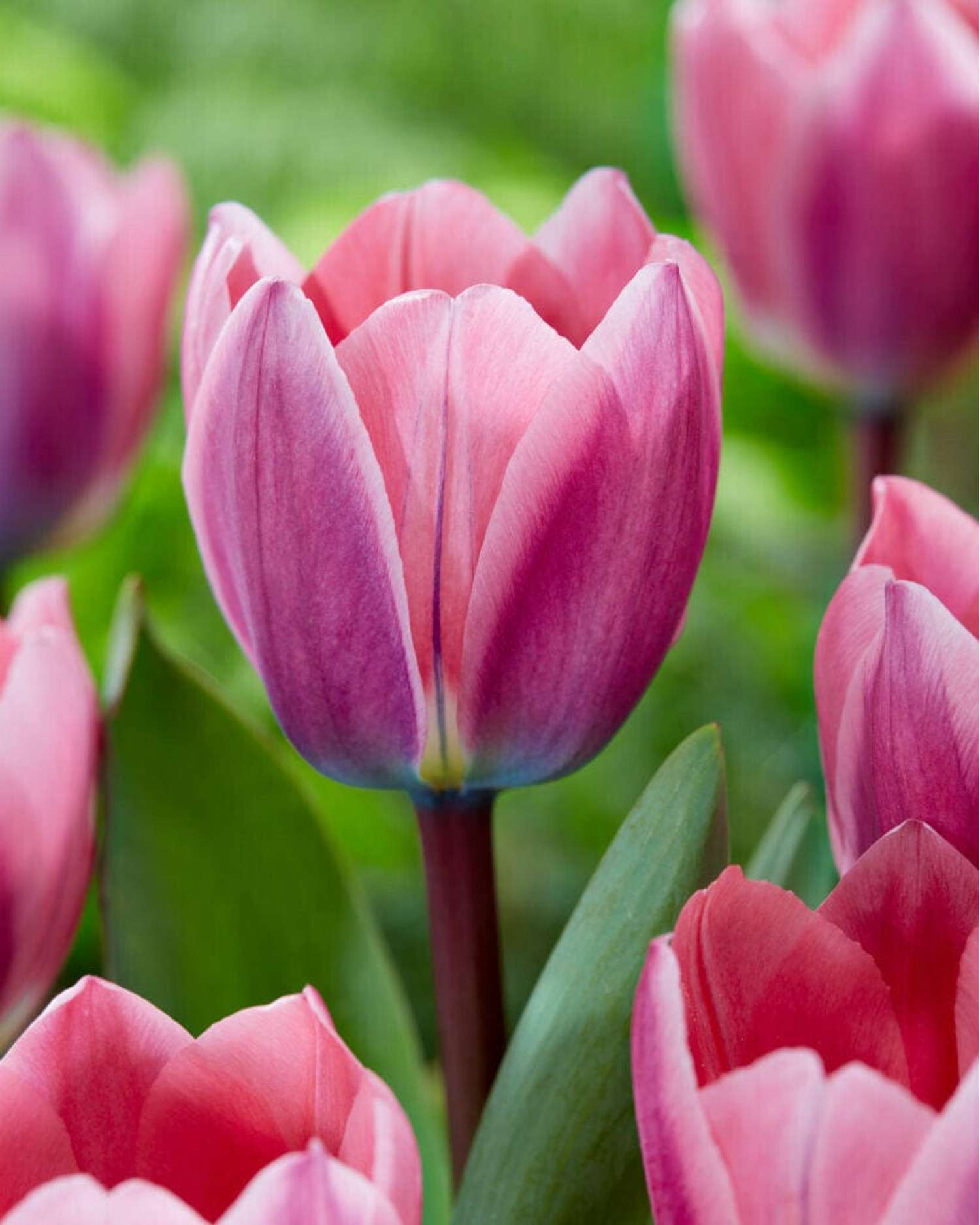 Tulppaani 'Light and Dreamy'
